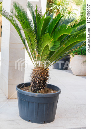 Decorative palm in black planter outdoors. Tropical landscaping, urban greenery, and modern courtyard aesthetics. 127459007