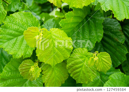 Green Hazelnut Lush Foliage of Common Hazel Bush. Natural Background. 127459384