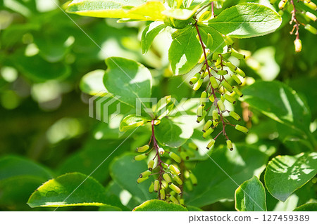 Close Up of Green Barberry Fruit Growing on a Bush with Lush Foliage. 127459389