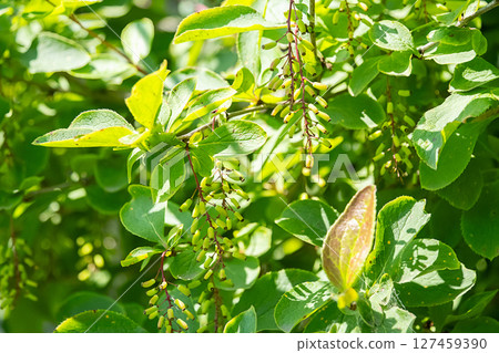 Close Up of Green Leaves and Small Ripening Barberry Berries on a Bush Branch, Bathed in Sun. 127459390