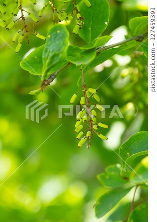 Green Barberry Buds with Fresh Leaves Hanging from a Branch. Green Barberry Buds with Fresh Leaves Hanging from a Branch. 127459391
