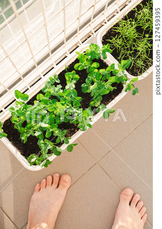 Females Feet Next to Green Pea Sprouts in a Planter on Balcony. Home Gardening Concept. Urban Farming. Females Feet Next to Green Pea Sprouts in a Planter on Balcony. Home Gardening Concept. Urban Farming. 127459395