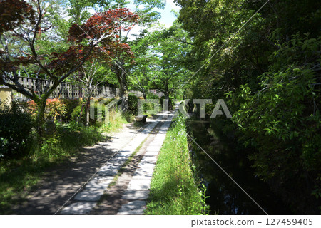 哲學之道:京都市左京區熊野若尾寺神社北側 哲學之道:京都市左京區熊野若尾寺神社北側 127459405