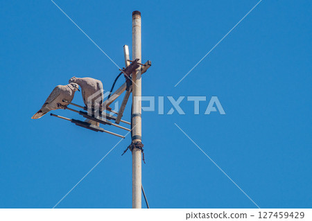Pair of dove or pigeons sitting on television antenna with closed eyes, isolated on clear blue sky background. Blank for artworks on theme of family life, traditional values, love, marital fidelity Pair of dove or pigeons sitting on television antenna with closed eyes, isolated on clear blue sky background. Blank for artworks on theme of family life, traditional values, love, marital fidelity 127459429