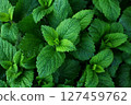 Melissa plant. Lemon balm in the garden. Countryside nature. Organic agriculture. 127459762