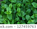 Melissa plant. Lemon balm in the garden. Countryside nature. Organic agriculture. 127459763