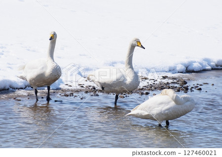A flock of swans resting by the water in spring in Hokkaido A flock of swans resting by the water in spring in Hokkaido 127460021