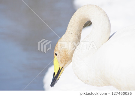 春天來到北海道的天鵝被水生植物的色素染色 春天來到北海道的天鵝被水生植物的色素染色 127460026
