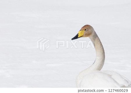 Swans visiting Hokkaido in spring dyed with the pigments of aquatic plants Swans visiting Hokkaido in spring dyed with the pigments of aquatic plants 127460029