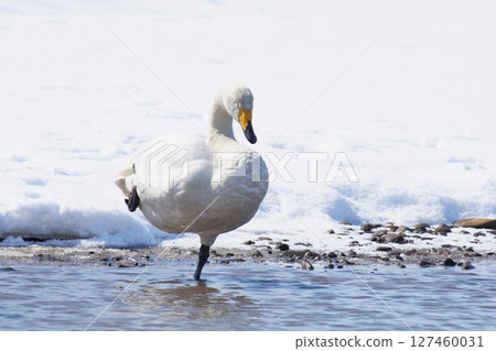 春天到訪北海道的一隻天鵝抬起一條腿休息 春天到訪北海道的一隻天鵝抬起一條腿休息 127460031
