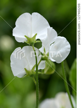 White sweet pea 127460208
