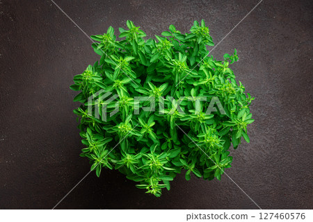Oregano green plant, top view 127460576
