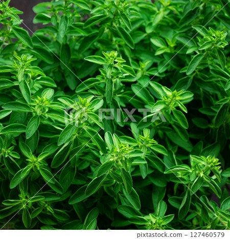 Oregano green plant close up Oregano green plant close up 127460579