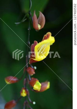 Tsunbergia Myresolesis Tsunbergia Myresolesis 127460582