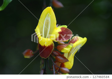 Tsunbergia Myresolesis 127460584