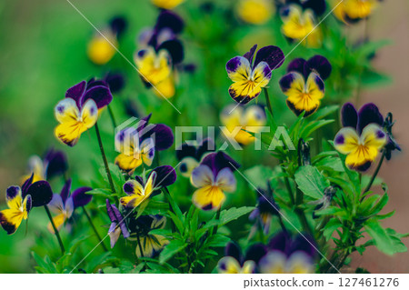 Bright multicolored Pansies flowers in a flower bed Bright multicolored Pansies flowers in a flower bed 127461276