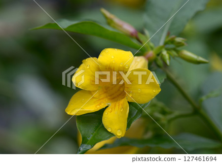 Fly Ariake Kazura 127461694