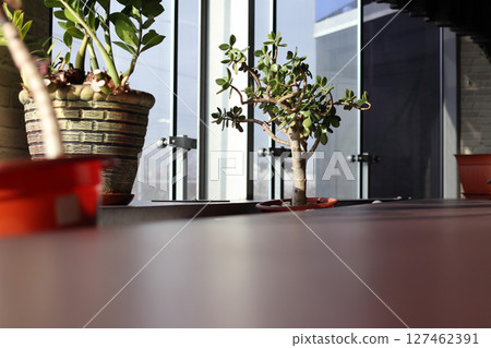 Crassula ovata in a modern interior. Crassula ovata in a modern interior. 127462391