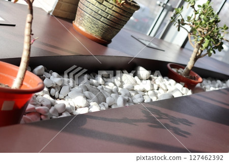 Crassula ovata in a modern interior. 127462392