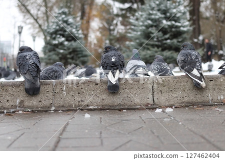 Three pigeons sit on a curb in a park in winter. Three pigeons sit on a curb in a park in winter. 127462404