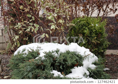 Juniper bush with snow on the background. 127462421