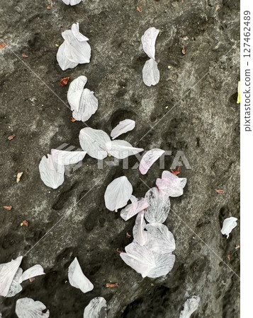 Cherry blossom petals scattered on the rock 127462489