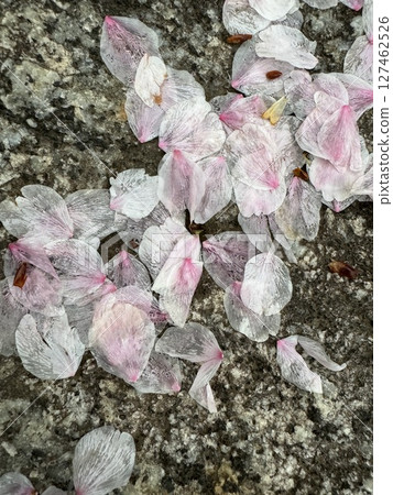 櫻花落在地上的花瓣 櫻花落在地上的花瓣 127462526