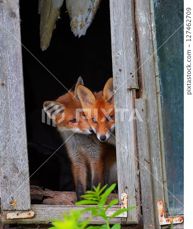 Curious little cubs of red fox - vulpes vulpes staring into the camera through the window of an old abandoned house Curious little cubs of red fox - vulpes vulpes staring into the camera through the window of an old abandoned house 127462709
