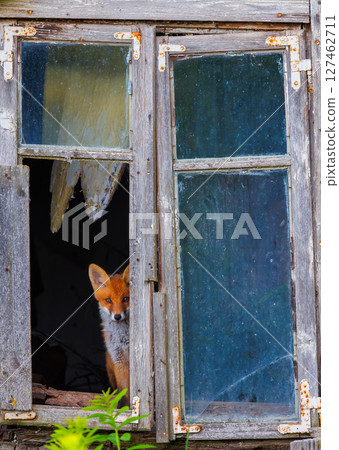 Curious little cub of red fox - vulpes vulpes staring into the camera through the window of an old abandoned house 127462711