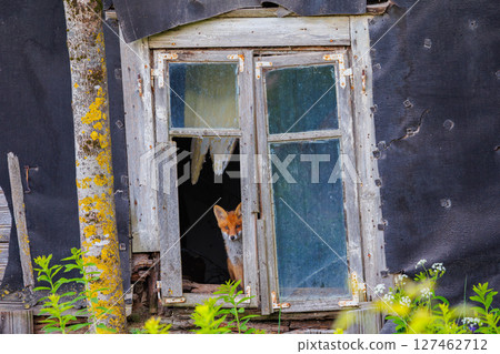 Curious little cub of red fox - vulpes vulpes staring into the camera through the window of an old abandoned house Curious little cub of red fox - vulpes vulpes staring into the camera through the window of an old abandoned house 127462712