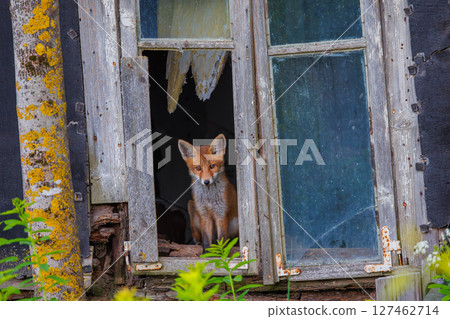 Curious little cub of red fox - vulpes vulpes staring into the camera through the window of an old abandoned house Curious little cub of red fox - vulpes vulpes staring into the camera through the window of an old abandoned house 127462714