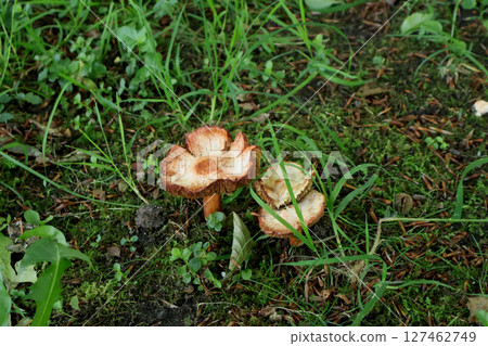 Wild Mushrooms Growing on a Forest Floor with Green Moss and Grass Wild Mushrooms Growing on a Forest Floor with Green Moss and Grass 127462749