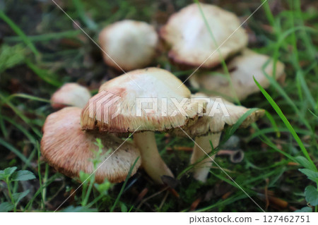 Cluster of Wild Mushrooms Growing on Forest Floor in Natural Setting Cluster of Wild Mushrooms Growing on Forest Floor in Natural Setting 127462751