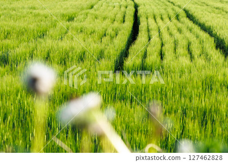 Spring rural scenery (Aso City, Kumamoto Prefecture) Spring rural scenery (Aso City, Kumamoto Prefecture) 127462828