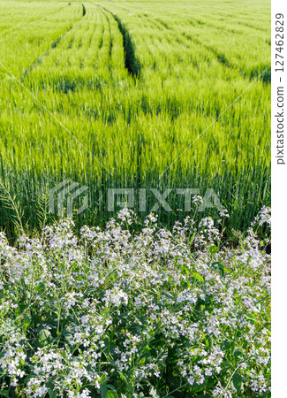 Spring rural scenery (Aso City, Kumamoto Prefecture) Spring rural scenery (Aso City, Kumamoto Prefecture) 127462829