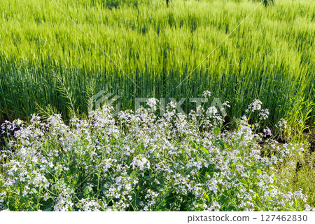 Spring rural scenery (Aso City, Kumamoto Prefecture) Spring rural scenery (Aso City, Kumamoto Prefecture) 127462830