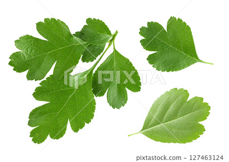 Green leaves of hawthorn berries isolated on white background. Top view. Flat lay. 127463124