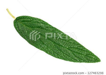 viburnum rhytidophyllum green leaf isolated on white background. Srub or bush for gargen decoration. Top view. Flat lay viburnum rhytidophyllum green leaf isolated on white background. Srub or bush for gargen decoration. Top view. Flat lay 127463298