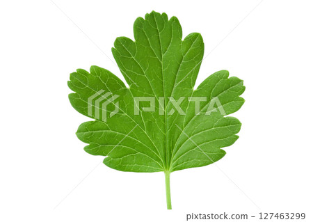 gooseberry leaf isolated on white background. Top view. Flat lay gooseberry leaf isolated on white background. Top view. Flat lay 127463299
