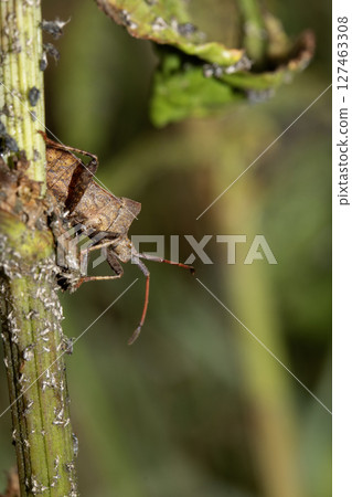 Close up of a Shield Bug Forest Insect on a leaf 127463308
