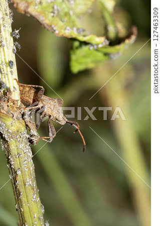 Close up of a Shield Bug Forest Insect on a leaf 127463309