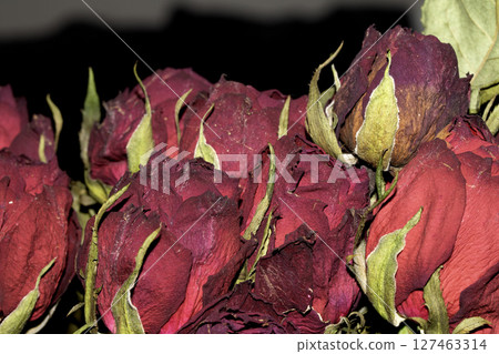 Close up of dried dead red roses with a black background Close up of dried dead red roses with a black background 127463314
