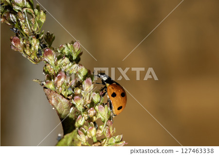 Close up of a UK British Ladybird or Ladybug Insect in the wild Close up of a UK British Ladybird or Ladybug Insect in the wild 127463338