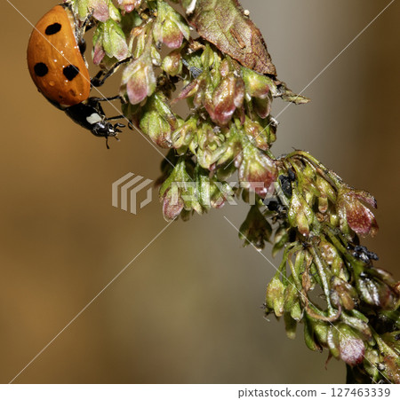 Close up of a UK British Ladybird or Ladybug Insect in the wild 127463339