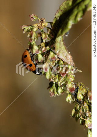 Close up of a UK British Ladybird or Ladybug Insect in the wild 127463340