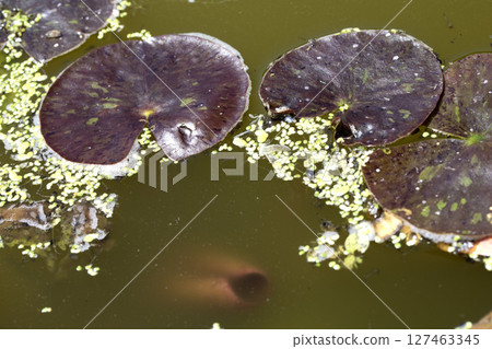 Close up of a DIY wildlife pond with lillies and weeds 127463345