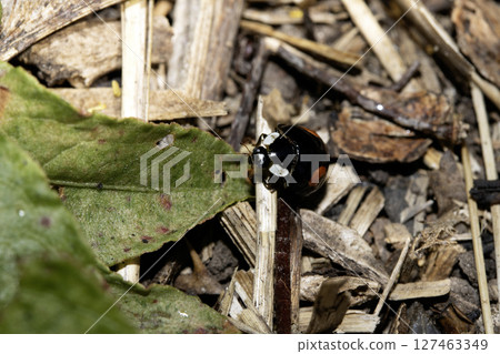 Close up of a UK British Ladybird or Ladybug Insect in the wild Close up of a UK British Ladybird or Ladybug Insect in the wild 127463349