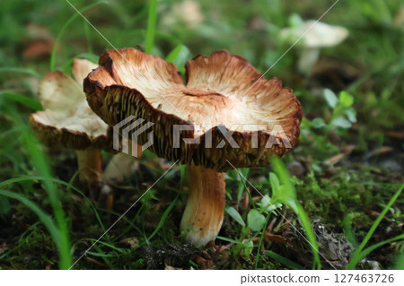 Natural Wild Mushrooms Growing in a Forest Setting Surrounded by Greenery Natural Wild Mushrooms Growing in a Forest Setting Surrounded by Greenery 127463726