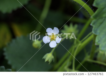 Close up. Blooming strawberry plant growing in soil in garden. Flowers of garden strawberry in garden. Spring season. Close up. Blooming strawberry plant growing in soil in garden. Flowers of garden strawberry in garden. Spring season. 127463761