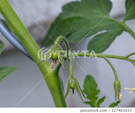 Green tomatoes grow outside in a small city garden 127463833